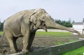 Aziatische olifant
