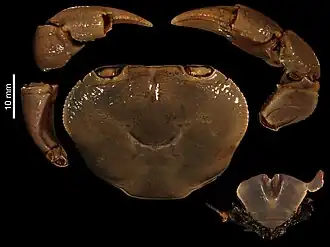 Indochinamon orleansi