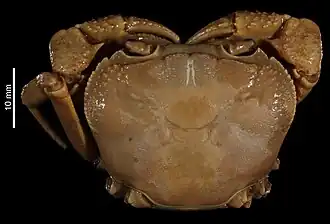 Indochinamon tannanti