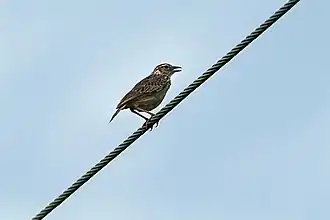 Indochinese struikleeuwerik