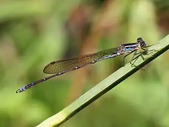 Indolestes davenporti