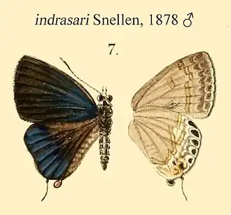 Sinthusa indrasari