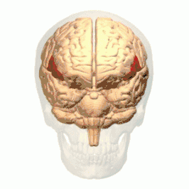 De gyrus frontalis inferior is aangegeven in het rood.
