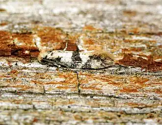 Infurcitinea atrifasciella