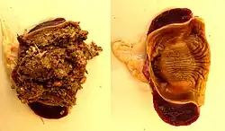 Maag geopend met en zonder inhoud