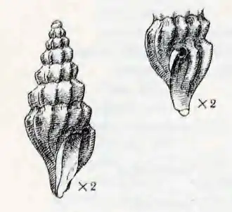 Inodrillia amblytera