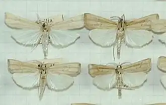 Ancylolomia inornata