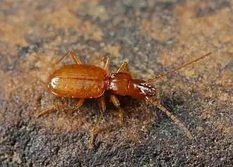 Pseudanophthalmus inquisitor