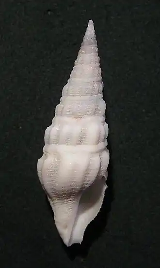 Inquisitor alabaster