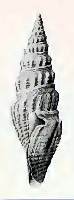 Inquisitor dampieria