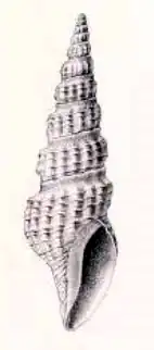 Inquisitor elachystoma