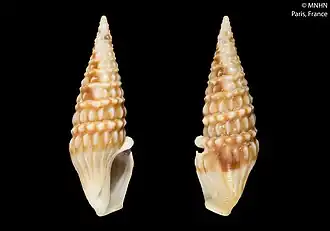 Inquisitor hormophorus