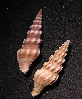 Inquisitor intertinctus