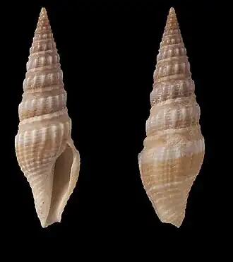 Inquisitor latifasciata