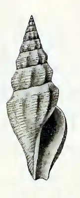 Inquisitor multilirata