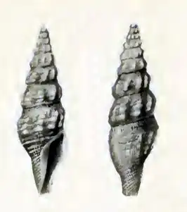 Inquisitor subangusta