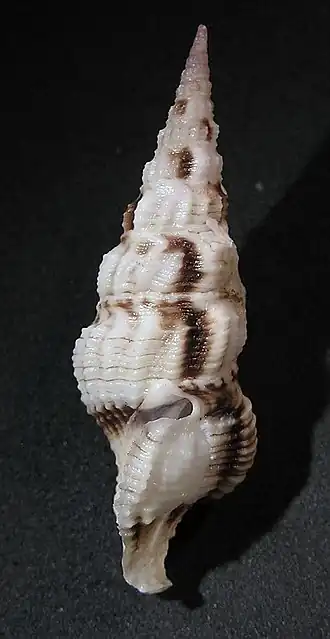 Inquisitor taivaricosa