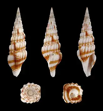 Inquisitor varicosus