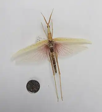 Truxalis mesopotamica