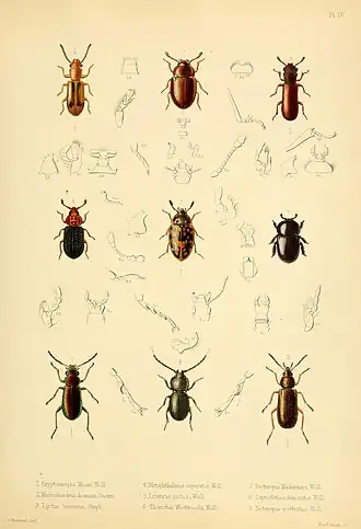 Metophthalmus asperatus