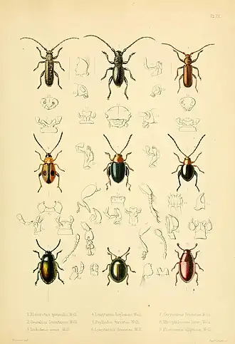 Longitarsus cinerariae