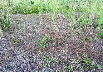 Inslagvegetatie van de grondster-associatie