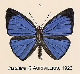 Epitola insulana