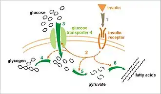 Effect van insuline op glucoseopname en -metabolisatie.
