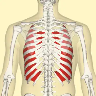 musculi intercostales interni (in rood) van de rugzijde van de gezien.
