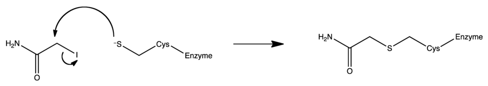 Mechanisme van cysteïnepeptidase-inhibitie door joodaceetamide.