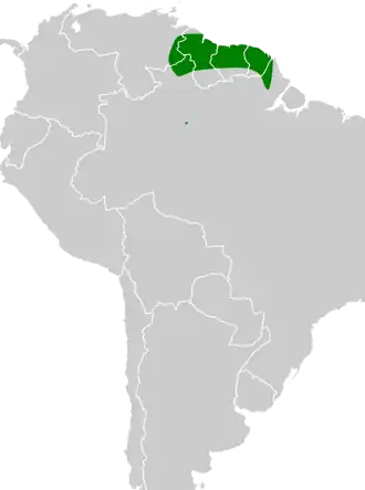 Zwartkapdwergcotinga