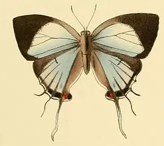 Iolaus eurisus