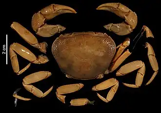 Iomon luangprabangense