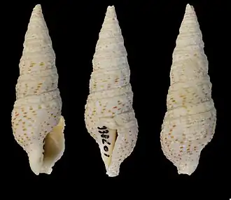 Iotyrris cerithiformis