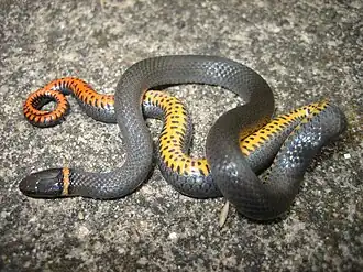 Diadophis punctatus arnyi