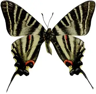 Iphiclides podalirinus
