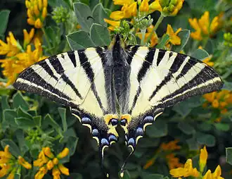 Iphiclides podalirius Koningspage