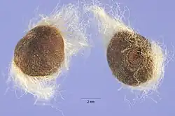 Behaarde zaden van kairowinde