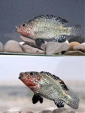 Iranocichla