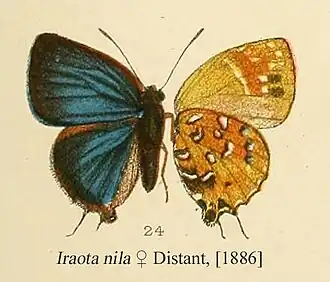 Iraota nila