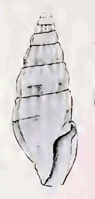 Iredalea subtropicalis