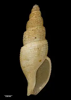 Iredalula alticincta