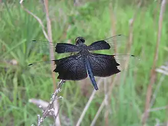 Rhyothemis braganza