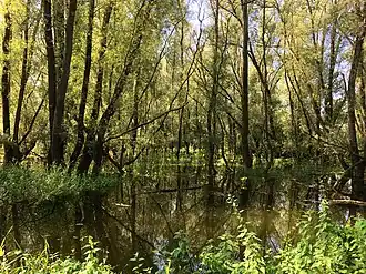 Een lissen-ooibos tijdens hoogwater in de zomer.