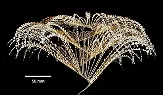 Iridogorgia fontinalis