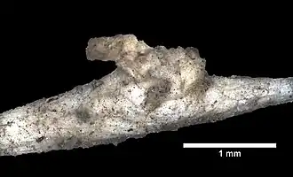 Iridogorgia pourtalesii