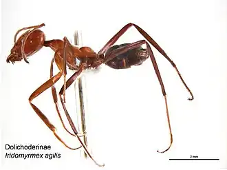 Iridomyrmex agilis