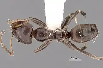 Iridomyrmex alpinus