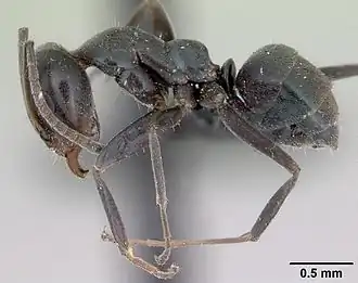 Iridomyrmex anceps