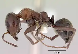 Iridomyrmex anderseni
